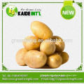 Ctn Packed Fresh Potato